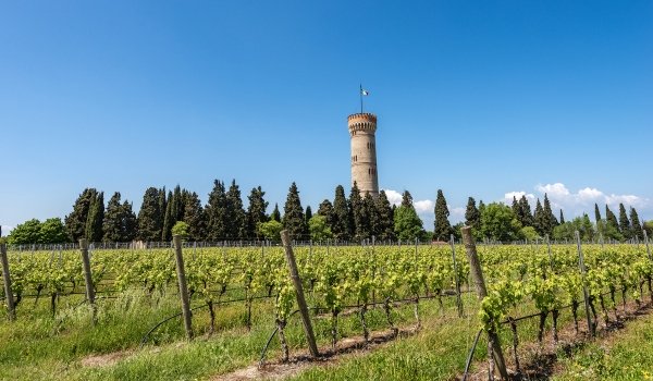 Vineyards Battle to Keep the Champagne Cool