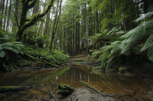 In 20 years of studying how ecosystems absorb carbon, here’s why we’re worried about a tipping point of collapse