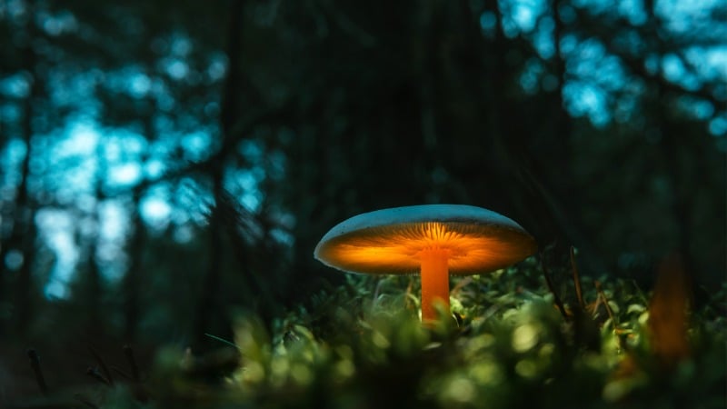 Pain, Hope, and Science Collide as Athletes Turn to Magic Mushrooms