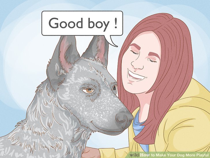 How to Make Your Dog More Playful