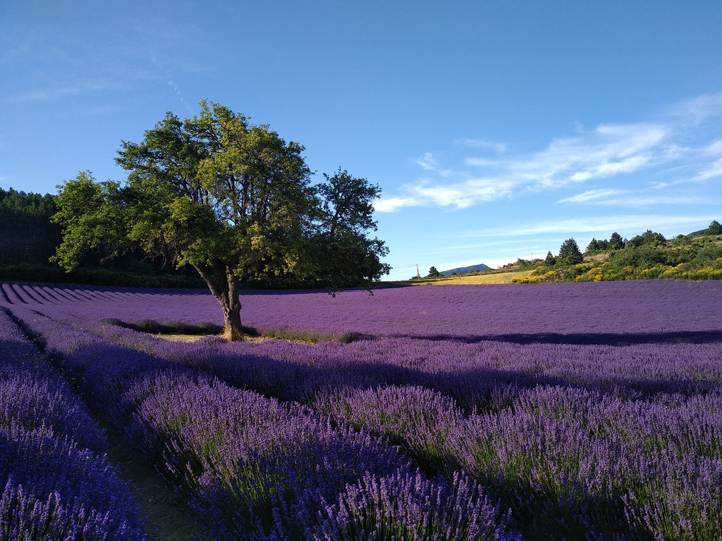 Learn French and Photography on Holiday in Provence