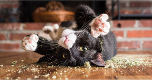 A Photographer Takes Pictures of Cats "High" on Catnip, and It’ll Be Your New Favorite Thing
