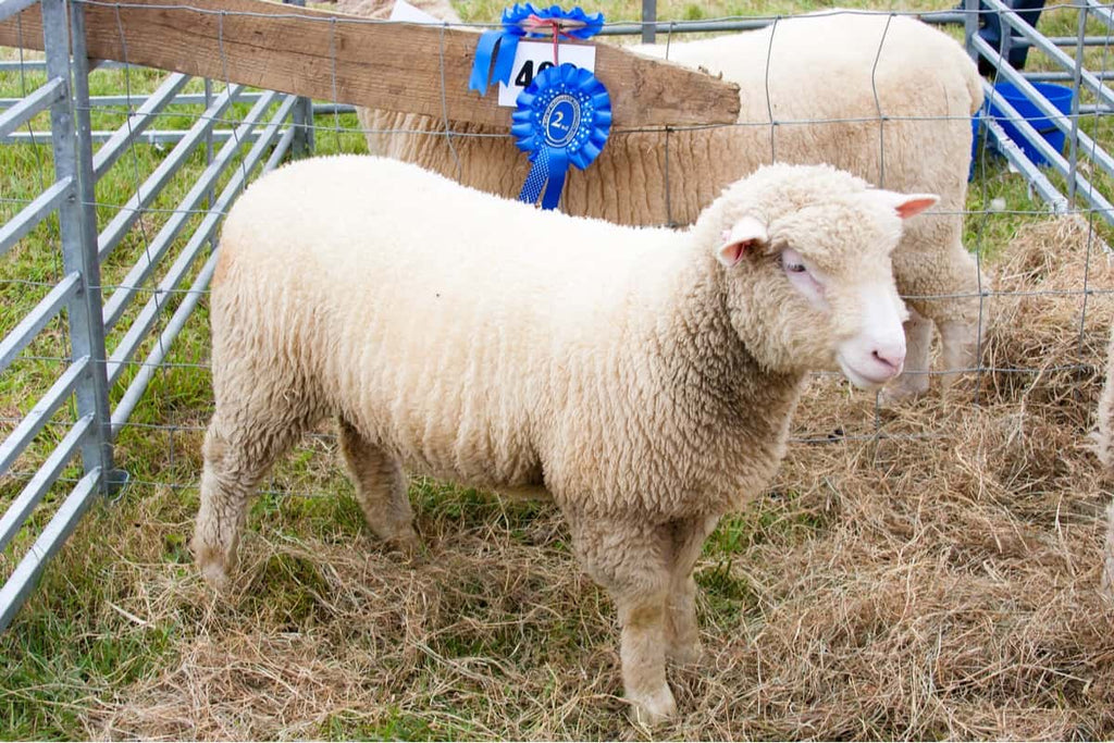 Rambouillet Sheep Breed Information: Will This Dual-Purpose Breed Suit Your Farm?