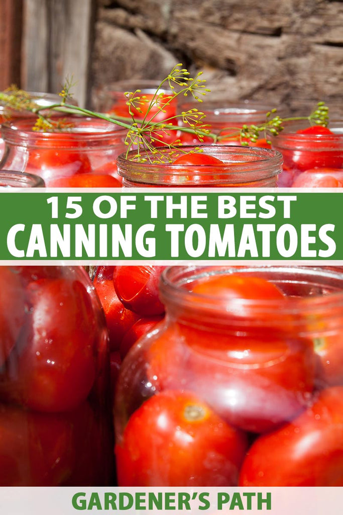 What do home gardeners do when the going gets tough? If you’re like me, your thoughts turn to growing foods for stocking up, and canning tomatoes are top of the list.