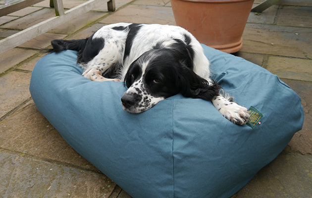 Dog beds: sleeping like a dog