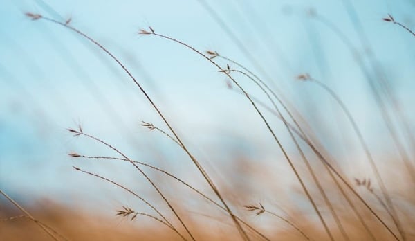 Strong In My Softness