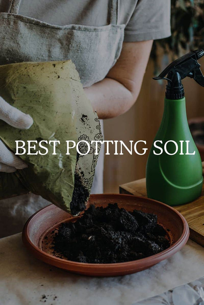 Best Potting Soil in 2022 (Reviews and Comparison)