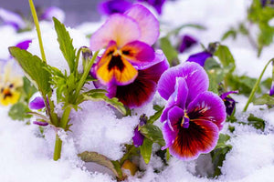 How to Care for Pansies in Winter