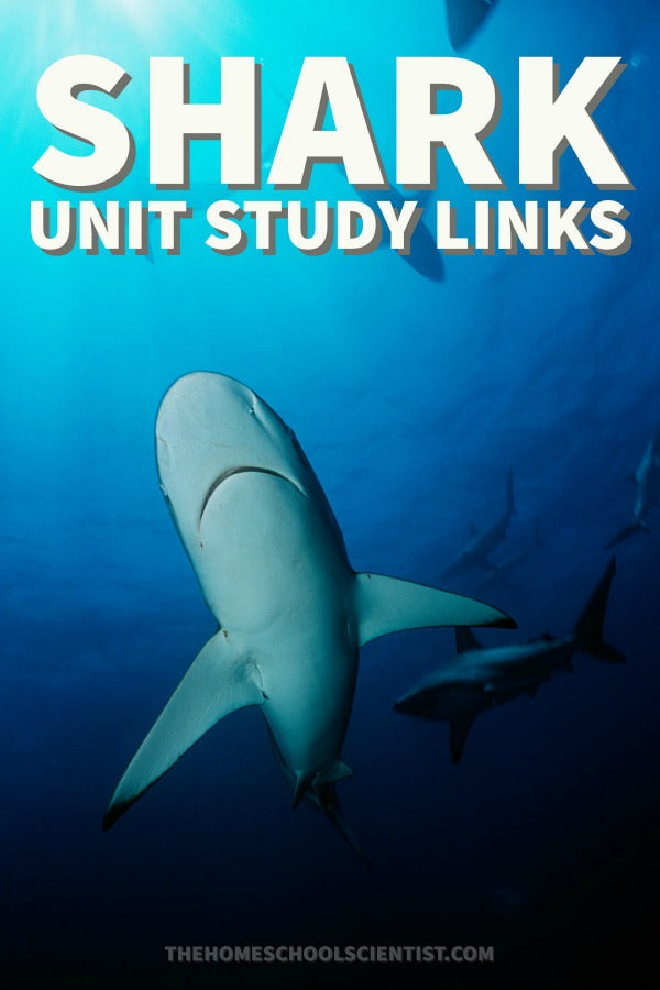 Shark Unit Study Links