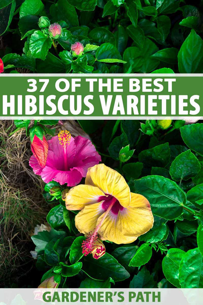 37 of the Best Hibiscus Varieties