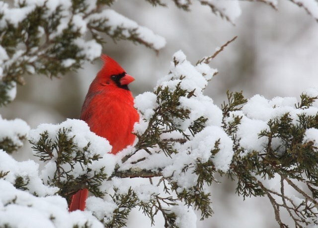 Interesting Birds In Snow